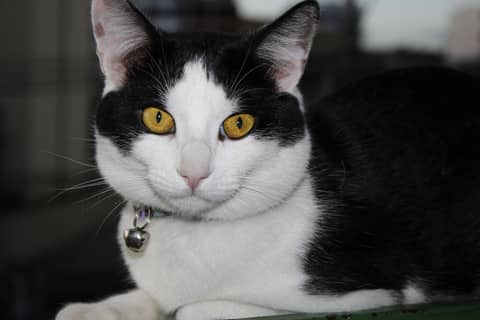 Cat portrait