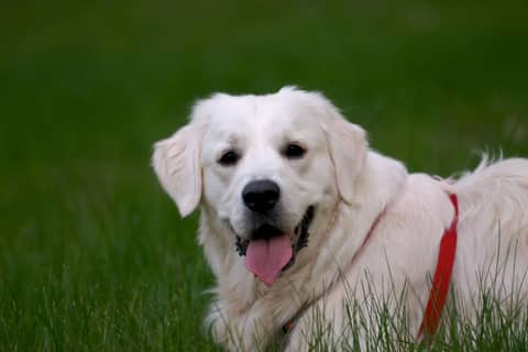 Dog portrait