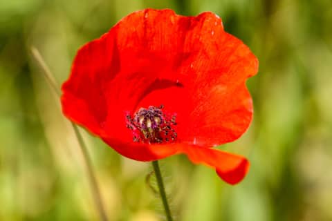Red poppy flower