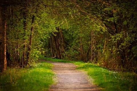 Forest path